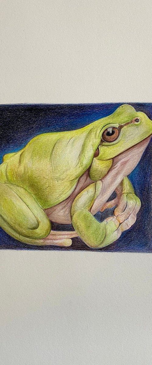 Tree frog by Bethany Taylor