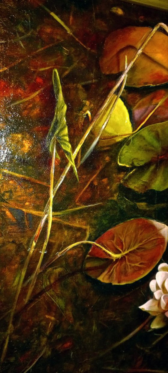 Water lilies in marsh leaves