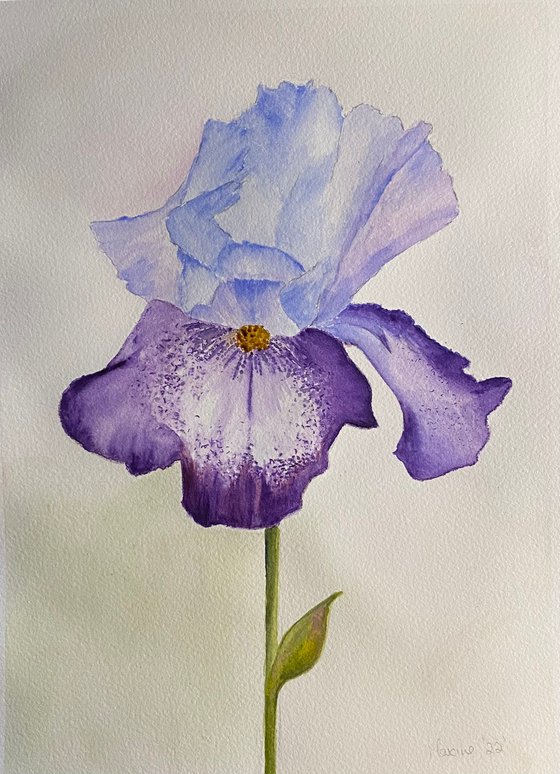 Purple iris in watercolours
