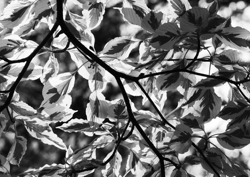 Cornus Branches and Leaves by Charles Brabin