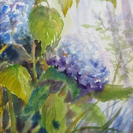 Blue Hydrangeas flowers