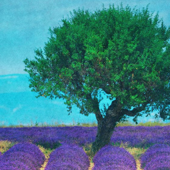 Lavender field and a lonely tree