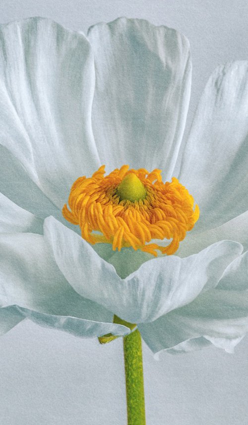 Blooming buttercu by Lidiya Dmitrieva