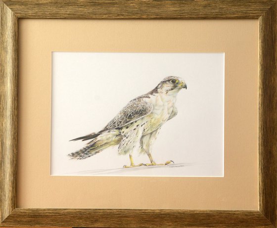 Saker Falcon drawing