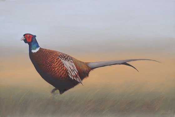 Pheasant in the Field