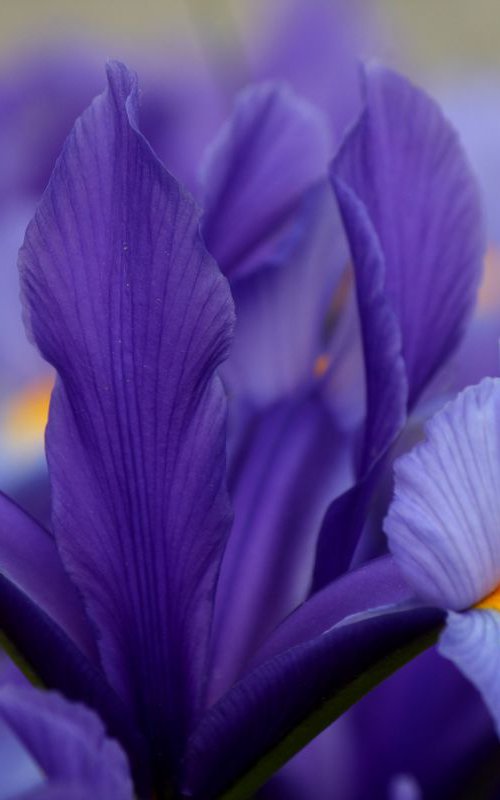 Iris beauty by Sonja  Čvorović