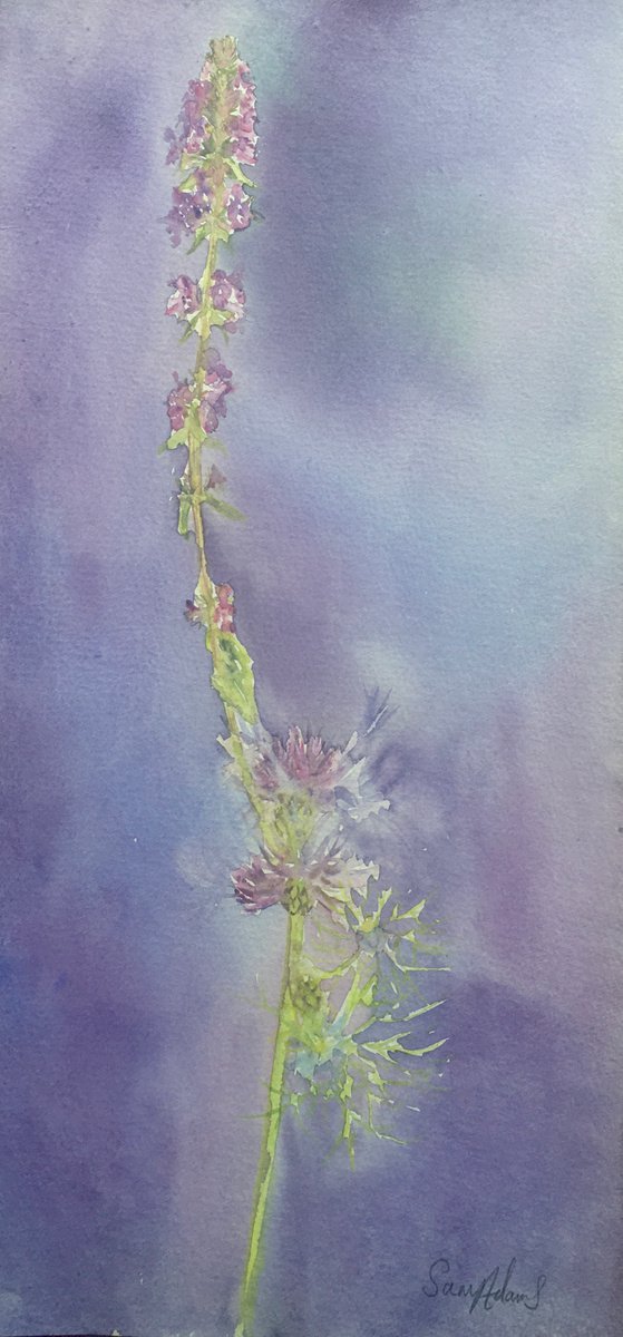 Early purple orchid and the lesser knapweed by Samantha Adams professional watercolorist
