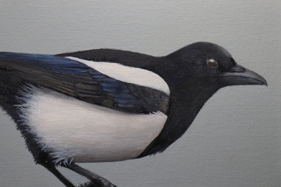 Magpie 2, Oil Painting, Bird Artwork, Animal Art Origina, Not Print