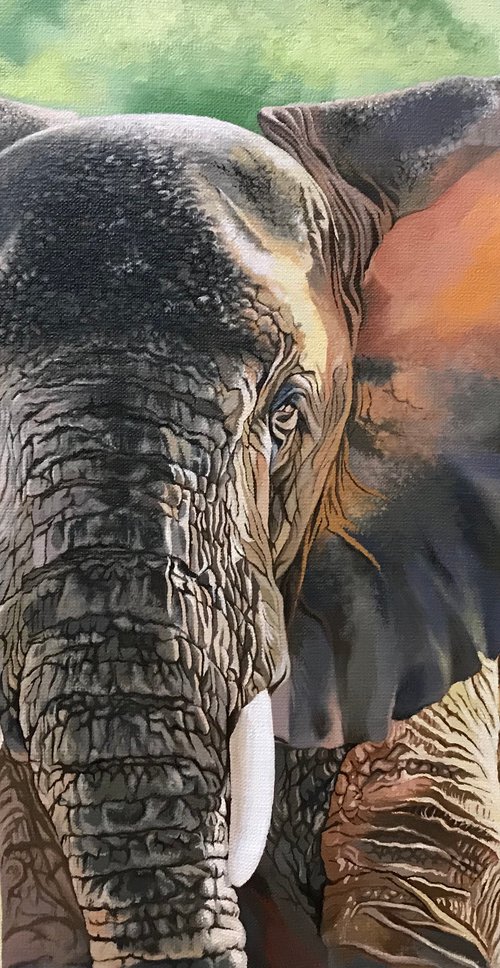 African elephant by Kakajan Charyyev