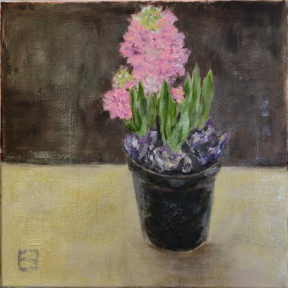 Hyacinth In the pot