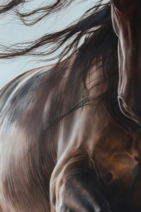 A sunbeam paints a black beautiful horse.