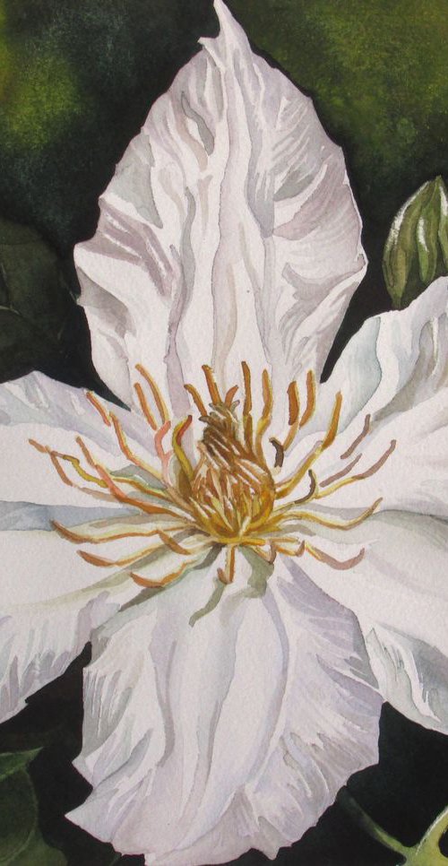 white clematis by Alfred  Ng