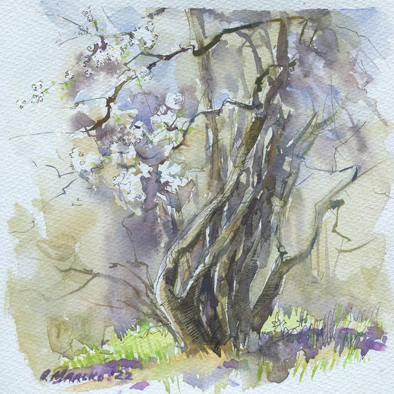 Wild plum tree. Spring sketch / Original watercolor Plein air painting Square picture