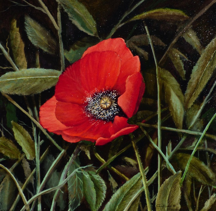 Tuscan Poppy Oil Painting By Gilbert Lessard Artfinder