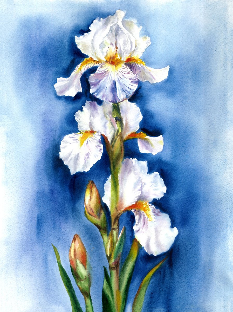 Photorealistic Botanical Watercolour By Maryna Boiko, 12 X 16", White Iris Symphony, Original Artwork
