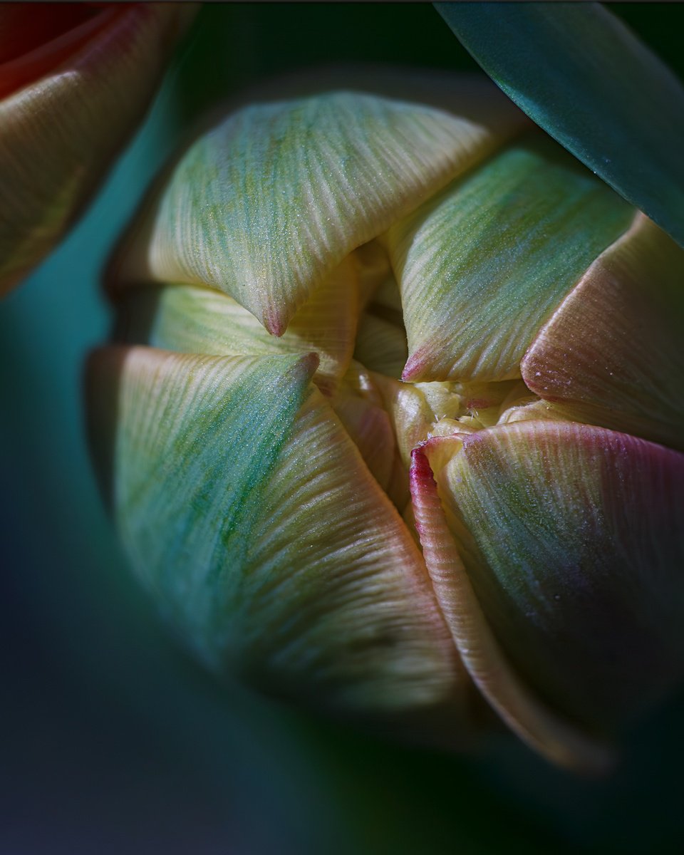 Expressive Botanical Photograph By Inna Etuvgi, 12 X 16, Tulip. Light. Love - Matted, Original Artwork