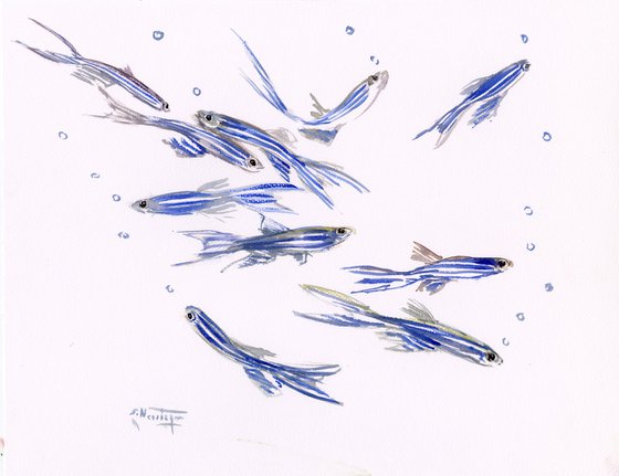 Danio, Zebrafish Aquarium art