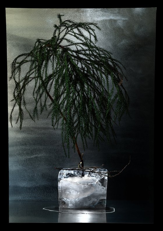 STATE#002-Cedar tree and plum blossoms-
