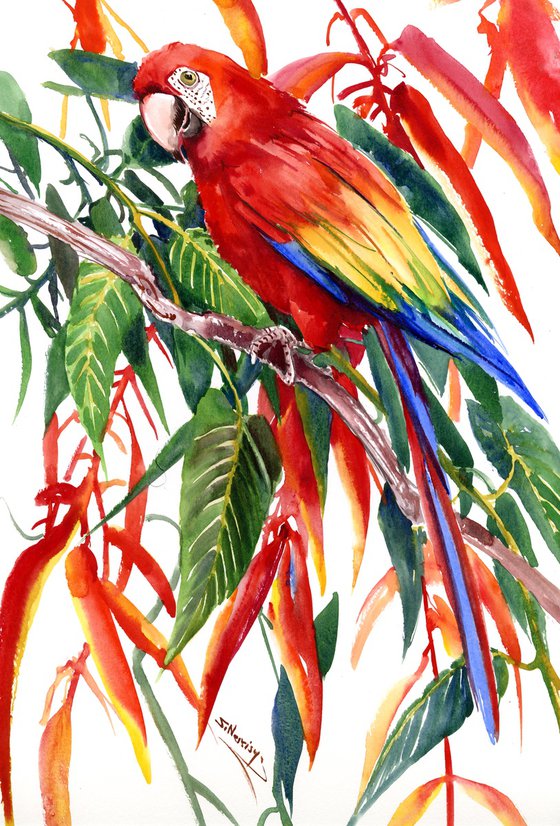 Scarlet Macaw Parrot in the Jungle