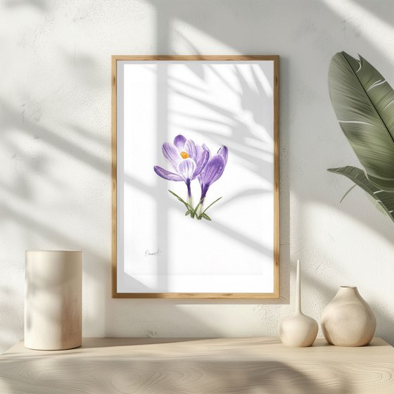 Spring Crocuses