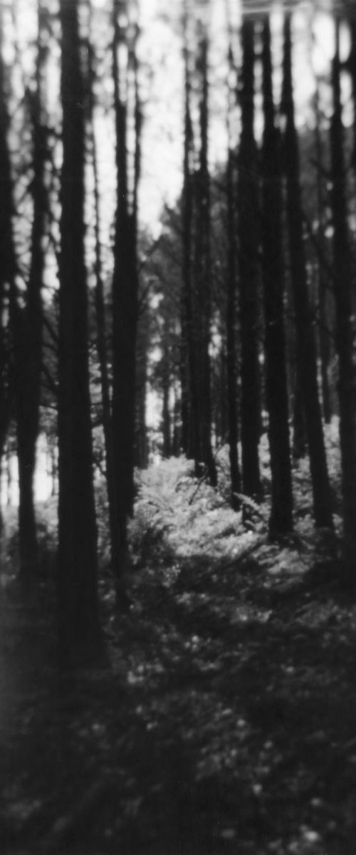 Northern Woods 1, 1/7 by Justice Hyde