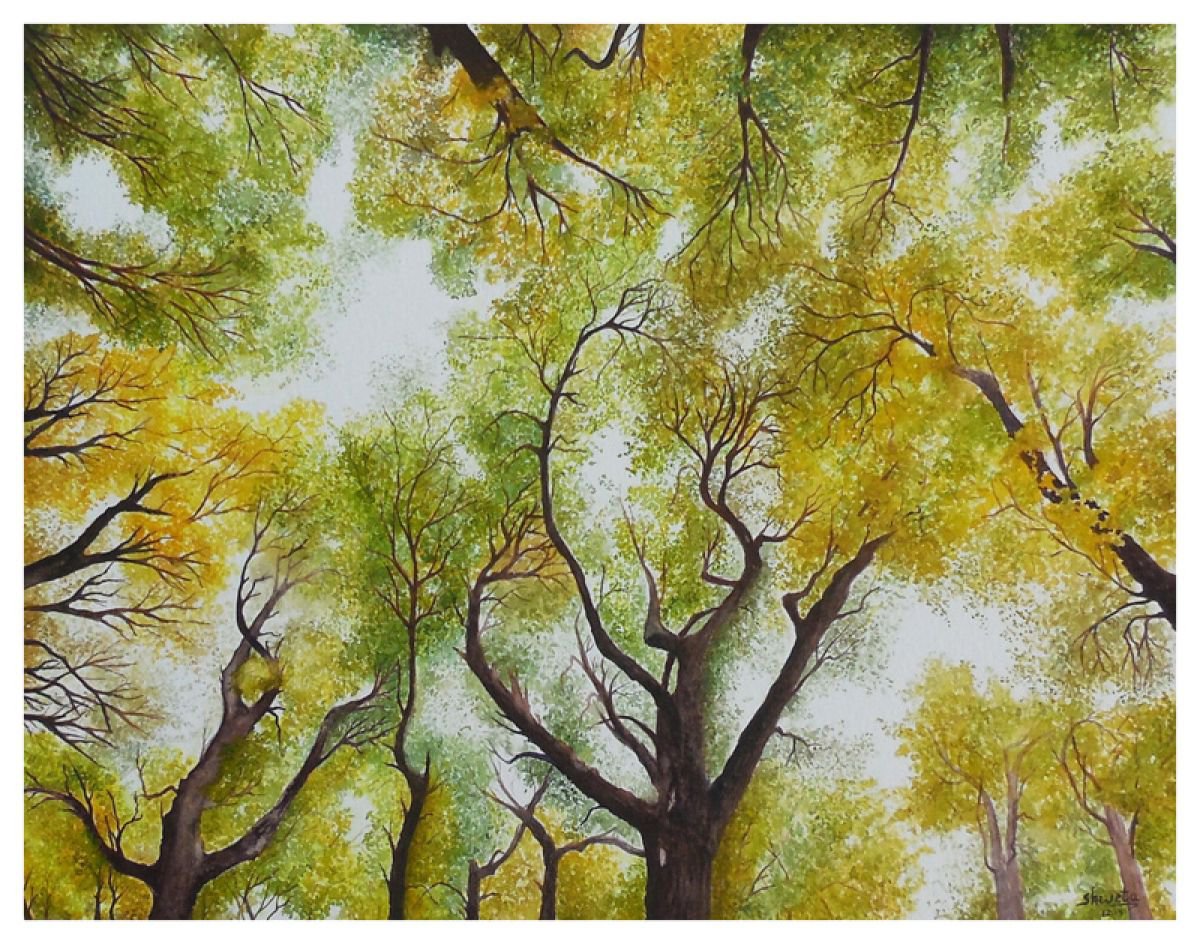 Maple Canopy by Shweta Mahajan