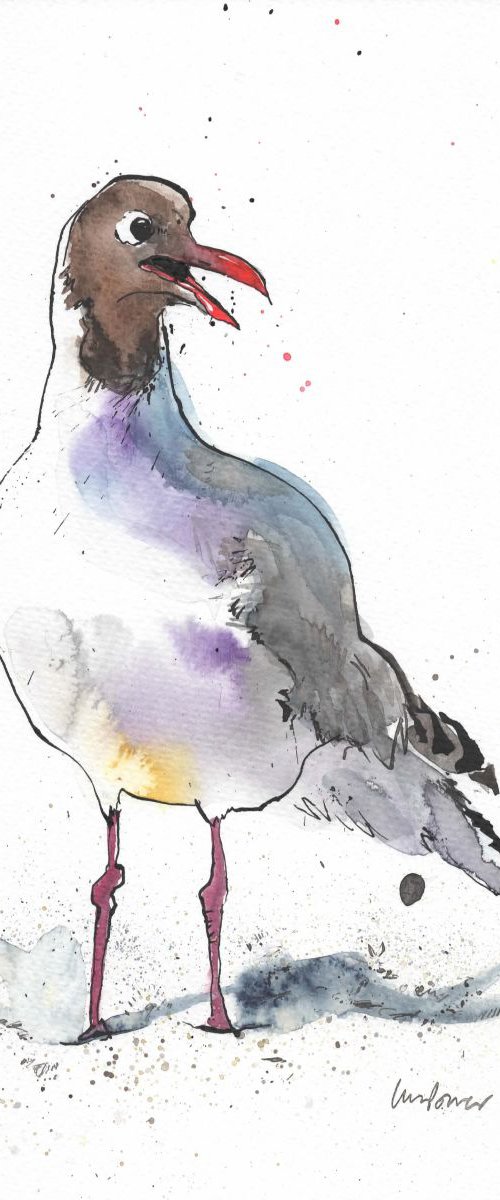 Black Headed gull #02 by Luci Power