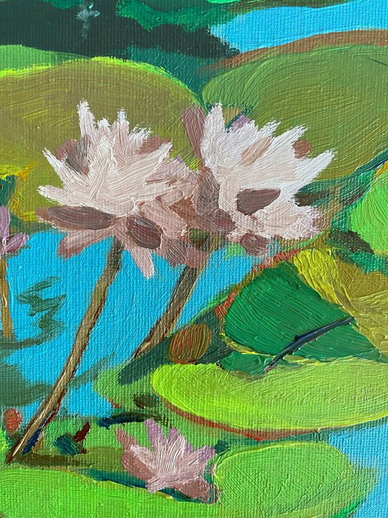 Lotus flowers