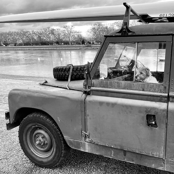 Dog With Landrover