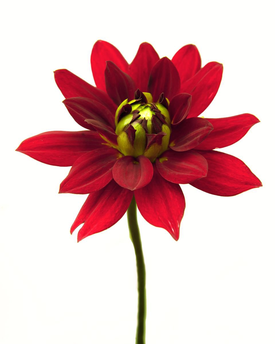 Photorealistic Botanical Photograph By Michael Filonow, 26 X 32", Botanical 33, Original Artwork