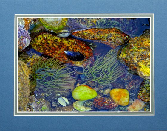 Rock-pool Pink Granite Coast Brittany