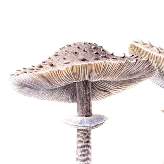 Parasol mushrooms