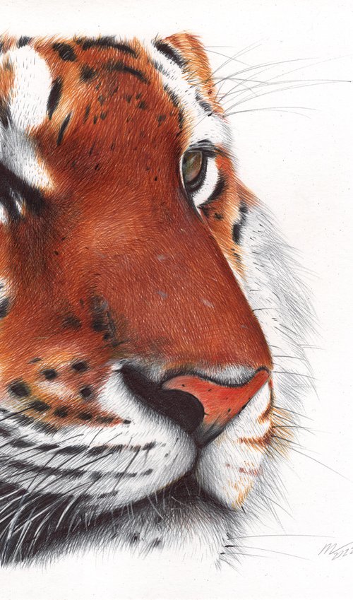 Tiger - Animal Portrait by Daria Maier