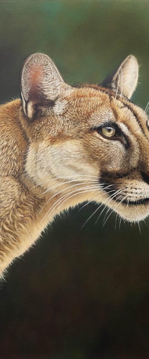 Cougar's Gaze / Silent Guardian by Norma Beatriz Zaro