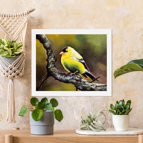 Male yellow goldfinch on a branch