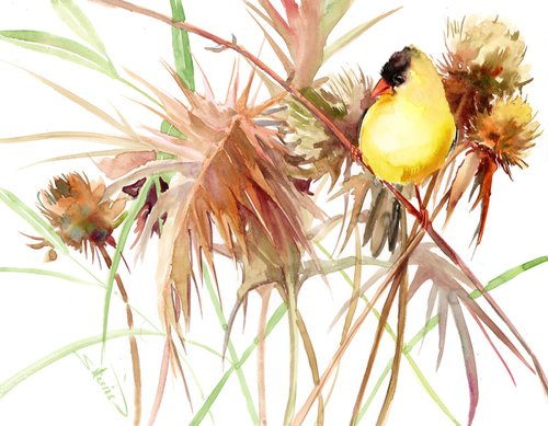 American Goldfinch in the filed by Suren Nersisyan