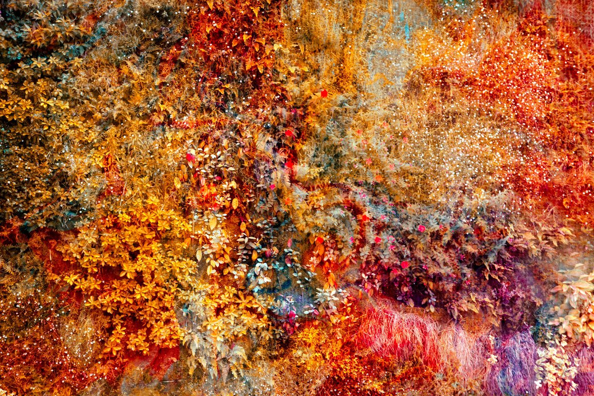 Impressionistic Botanical Photograph By Viet Ha Tran, 43 X 29", Wall Of Nature Lxxi (71), Original Artwork