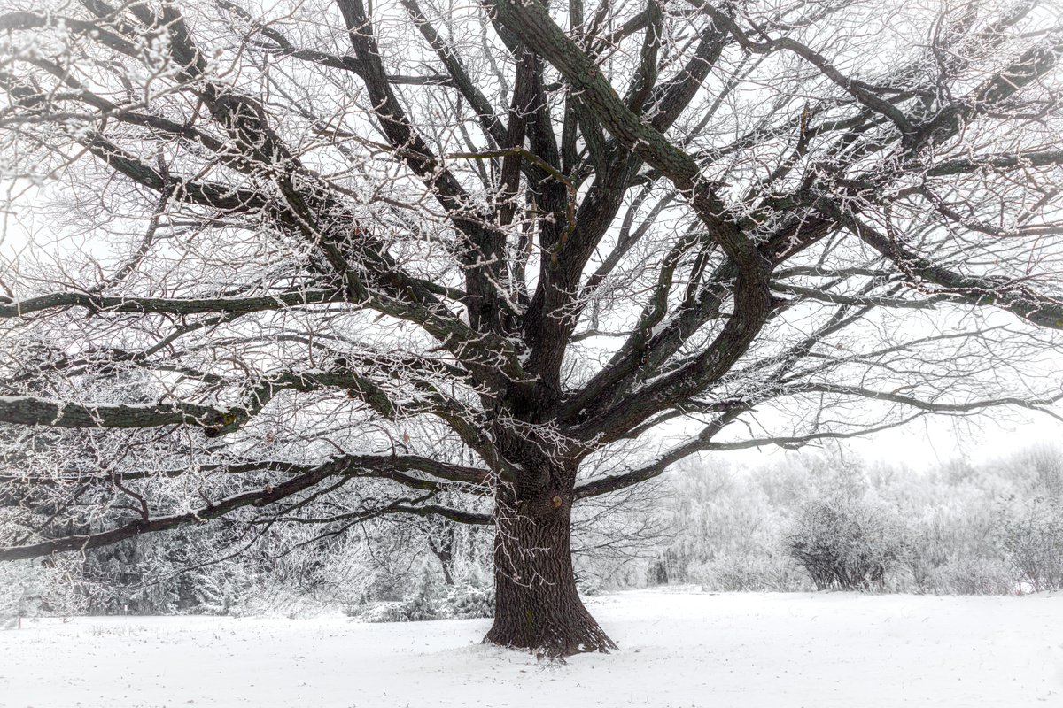 Frozen oak by Vlad Durniev Photographer