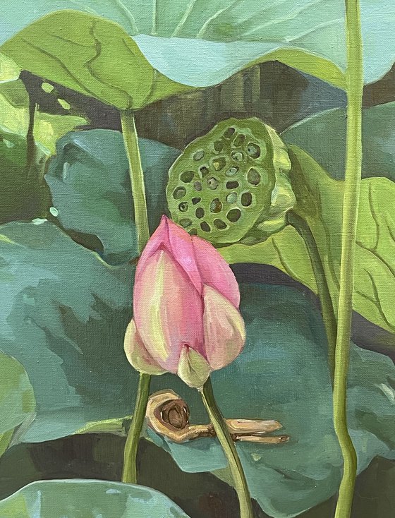 Lotus flower and pod