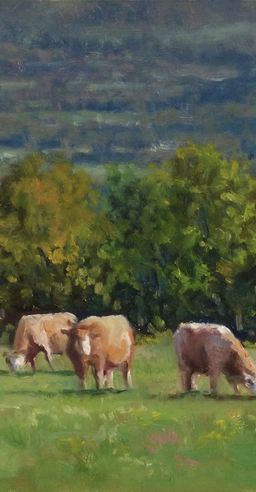4 Vaches vers Gap by Pascal Giroud