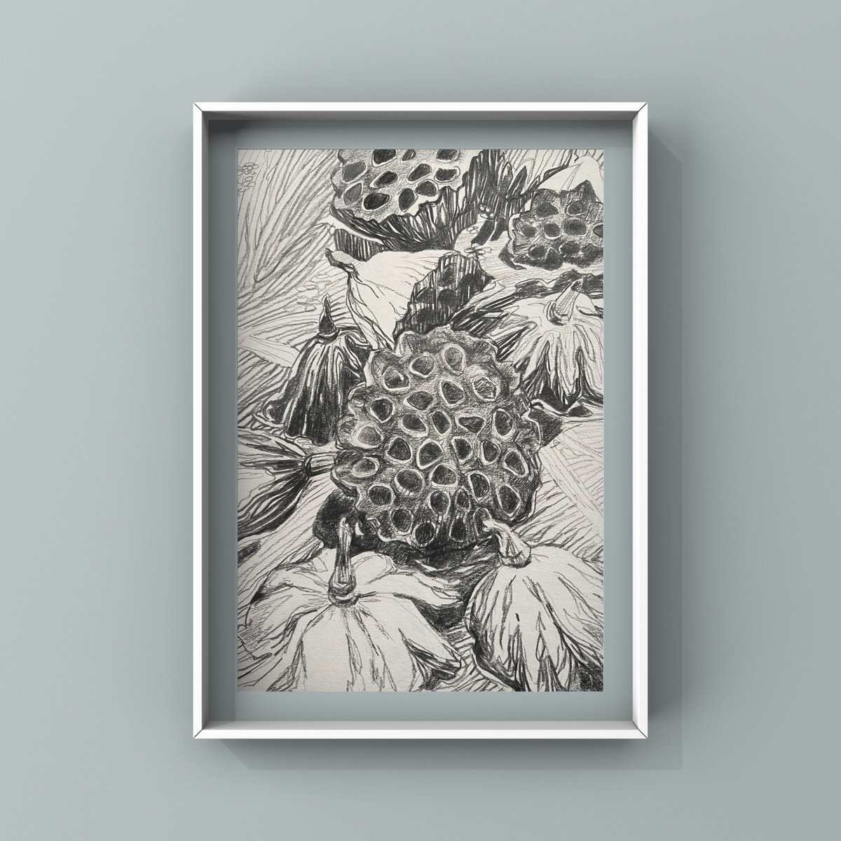 Graphic Botanical Pencil Drawing By Guzel Min, 7 X 10, Lotus Pods 2, Original Artwork