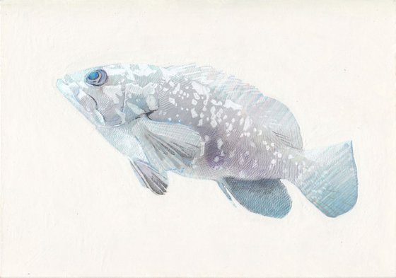 Grouper 05 - SOLD