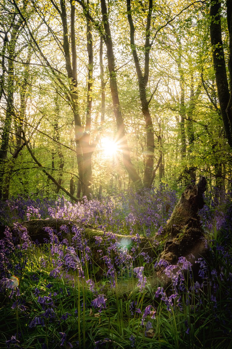 Photorealistic Photograph , Bluebell Woodland By Paul Nash, 16 X 24, Artwork For Sale On Artfinder