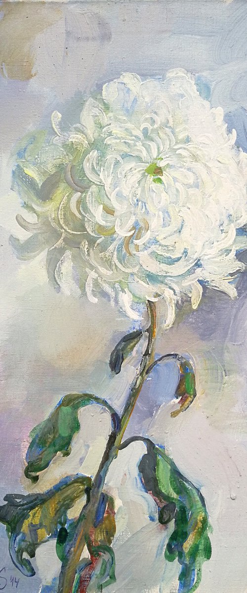 “White Chrysanthemum ” by Anna Silabrama