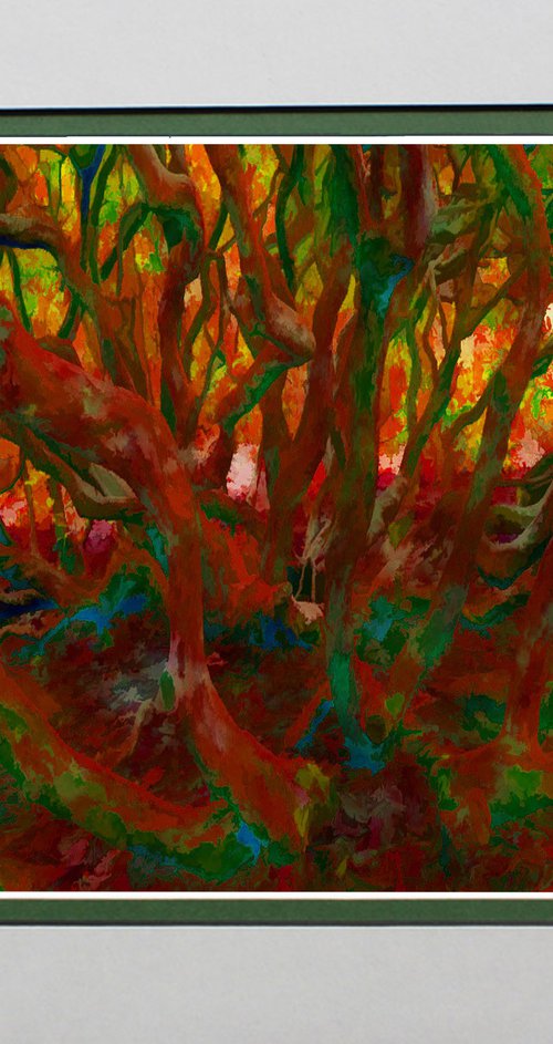 Tangled Trees by Robin Clarke