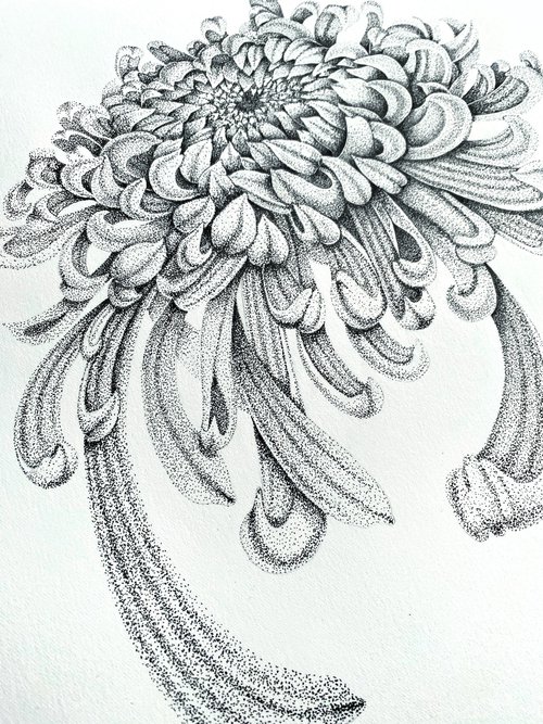Chrysanthemum flower by Tina Shyfruk