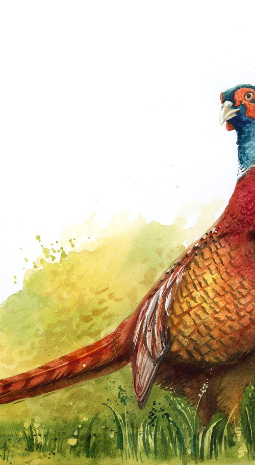 Pheasant by Karolina Kijak