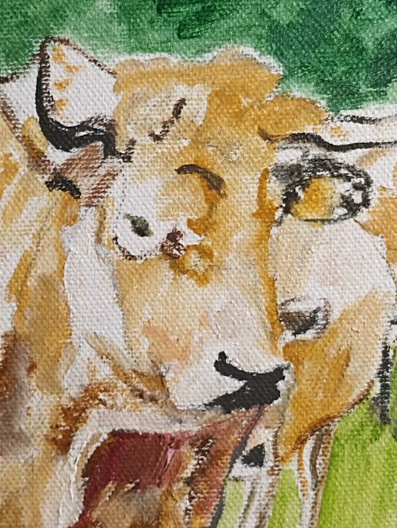 Cows 1