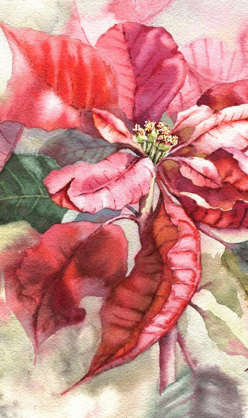 Ukrainian watercolour. Poinsettia, Christmas flower by Nina Zakharova