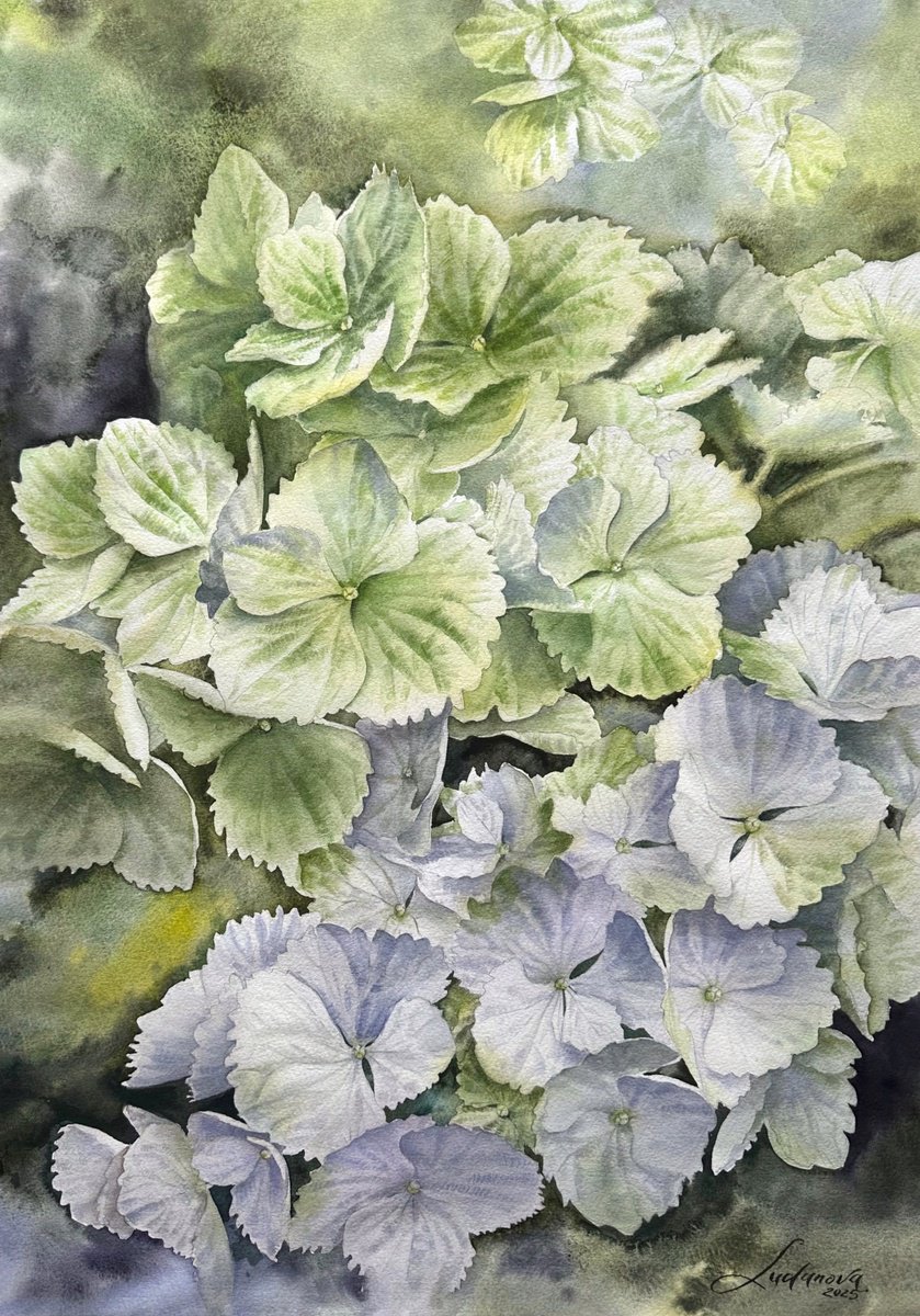 Photorealistic Botanical Watercolour By Yuliia Ludanova, 17 X 23", Green Hydrangeas, Original Artwork
